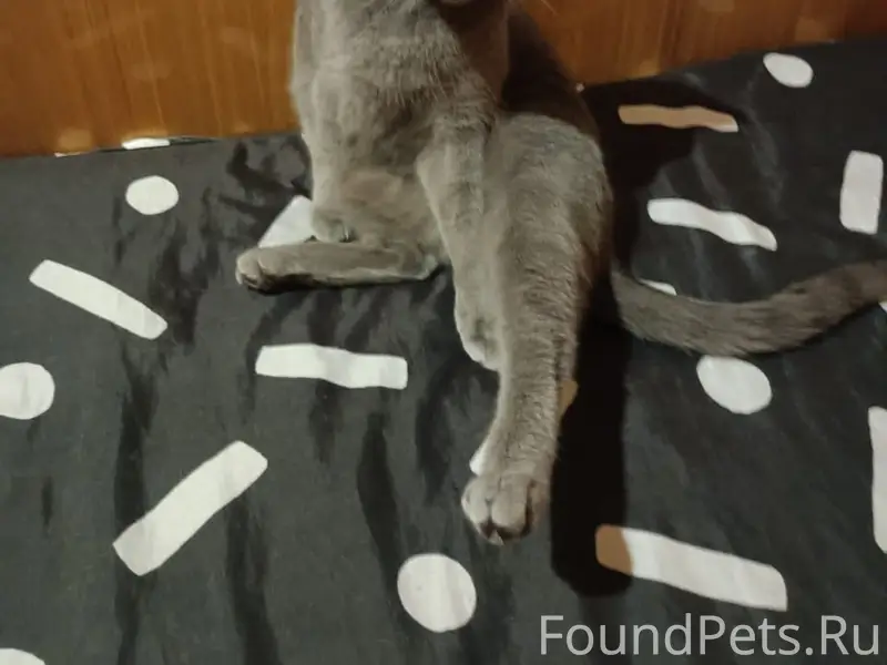 Пропала кошка, Киевский переулок