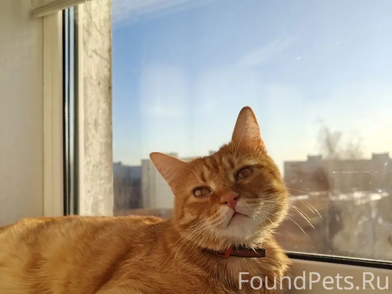 Пропал кот, бульвар Трудящихся 15