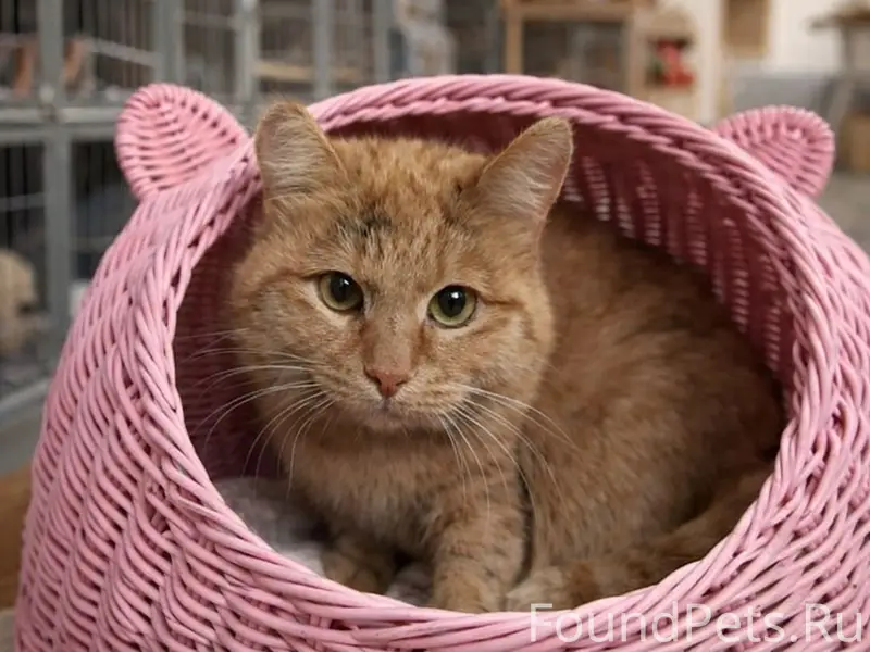 Найдена кошка Лучана, п. Емельяново