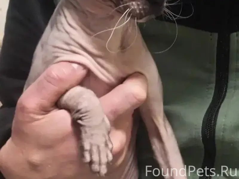 Найдена кошка сфинкс, Вагонка