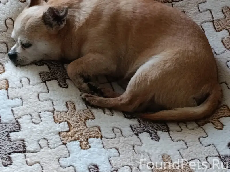 Пропал Чихуахуа, коричневый, район ул. Бурденко