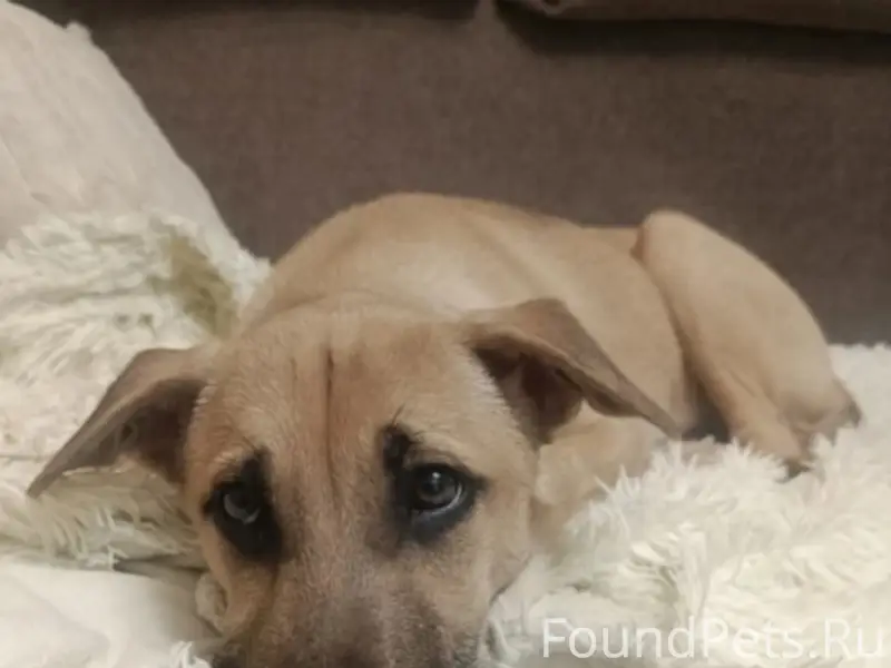 Найден щенок, район автовокзала