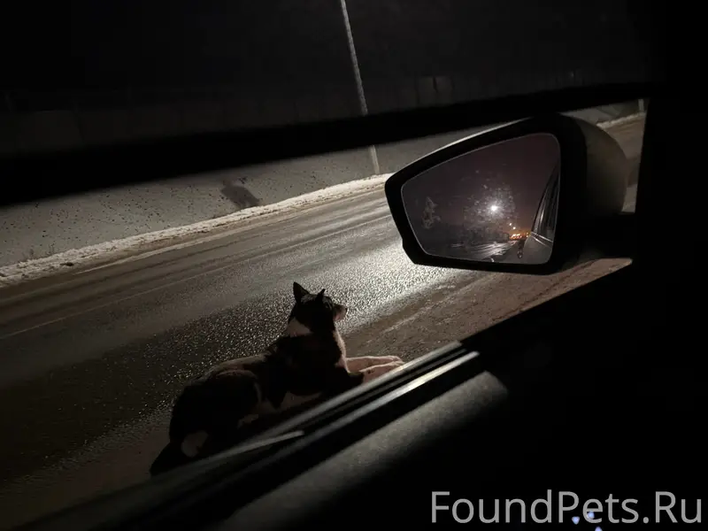 Пропала собака, Хут. Новенький