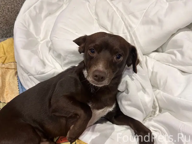 Пропал пёс Тоша, станица Ахтырская