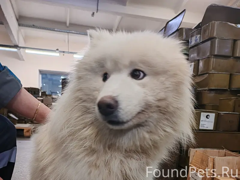 Найден кобель, Завьялово