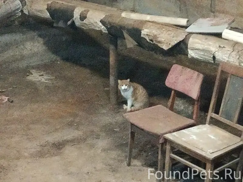 Найден кот/кошка, Камышинская 8