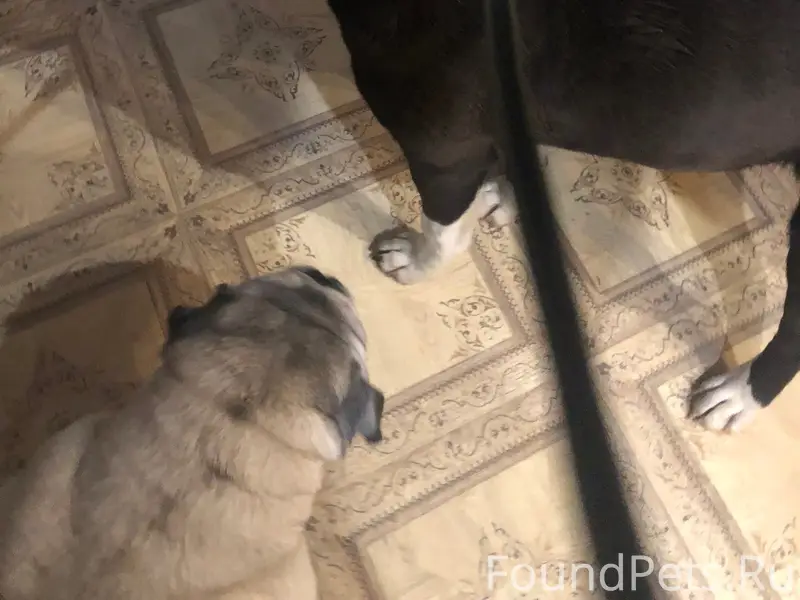 Найден щенок, мальчик, в ошейнике, улица Пухова, Калуга