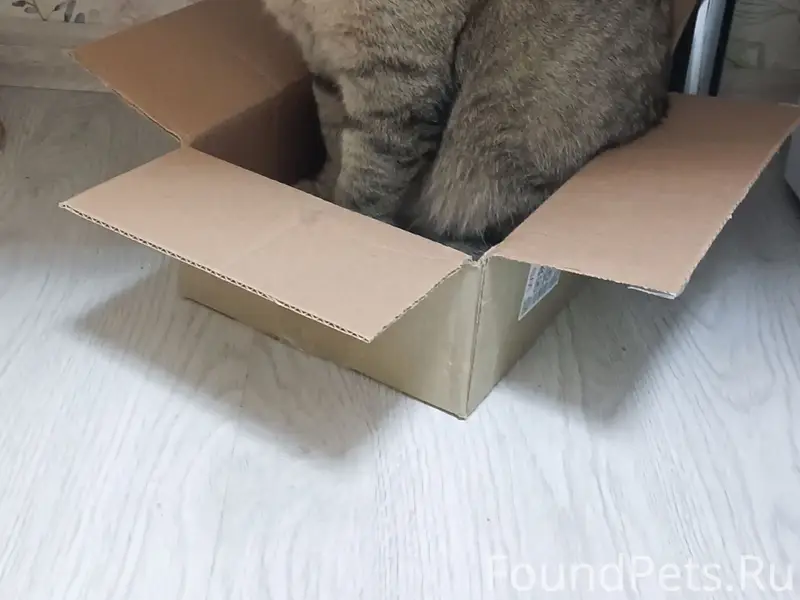 Пропал кот Пирожок, Пролетарский район