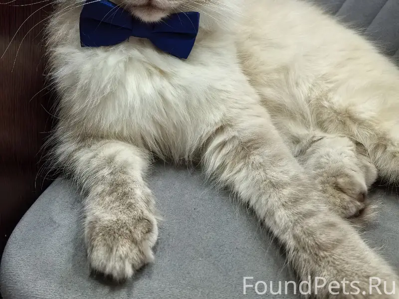 Пропал кот, [нет клички], район Прохорова/Боровая