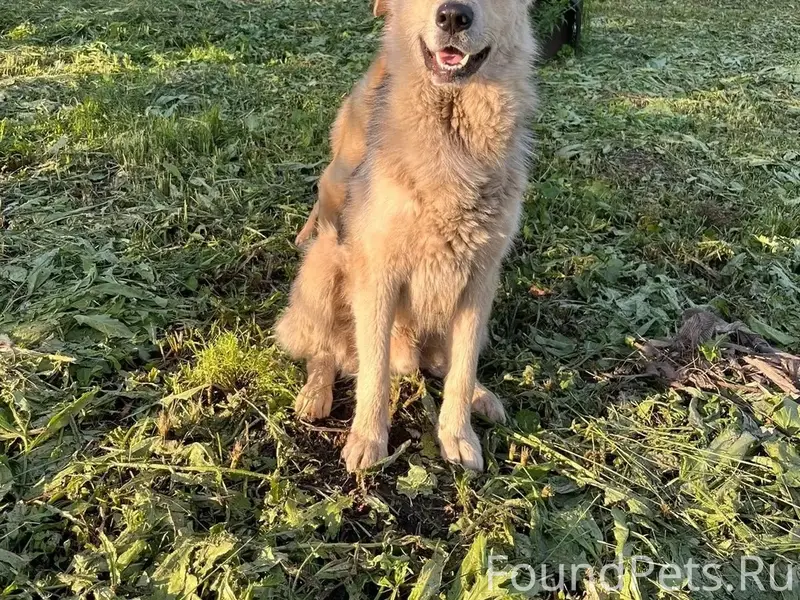 Пропал пес Миша, Мценск
