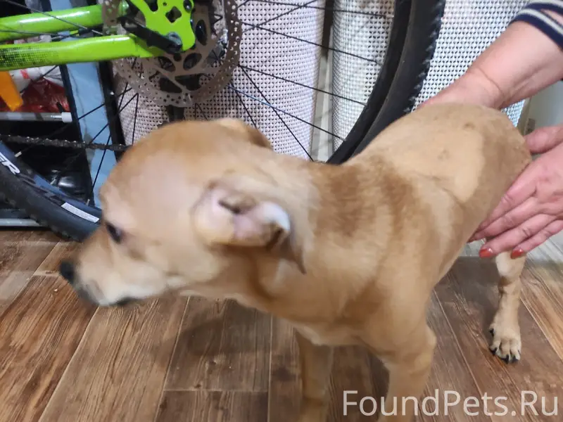 Найден пёс, Ржев, Ленина 7