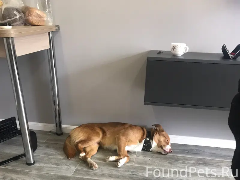 Пропал Арчи, район интернат (сбер банк)