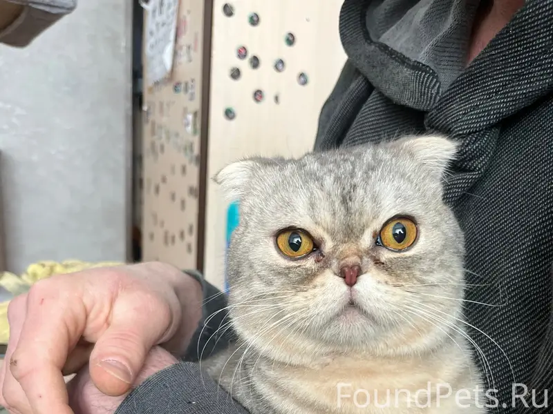 Найден кот, район 23 гимназии