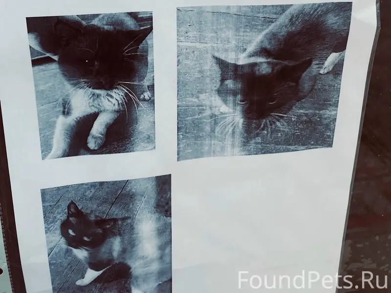 Найден кот, похож на сиамского, с ярко-синим ошейником