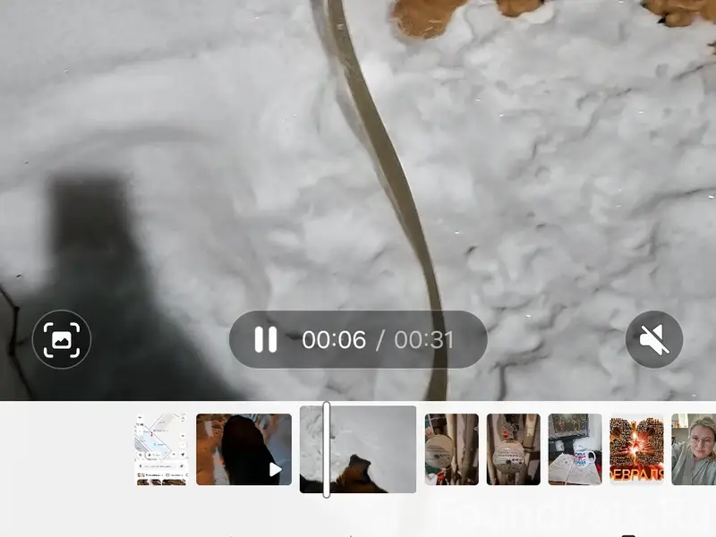 Пропал крупный кобель Честр, похож на овчарку