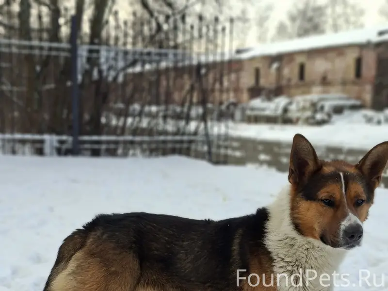 Пропал пес, Кронштадт