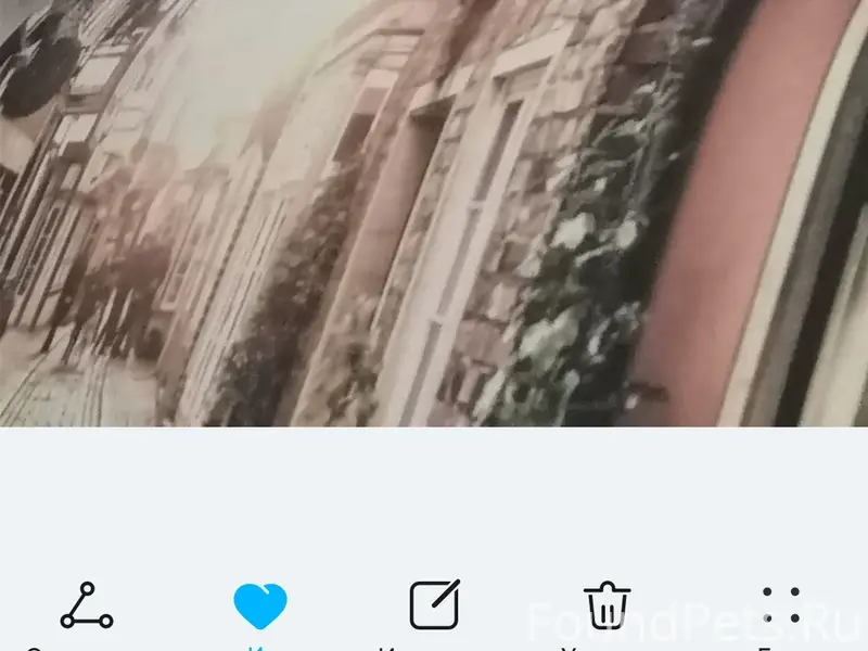 Пропала серая кошка Леся, Южный городок