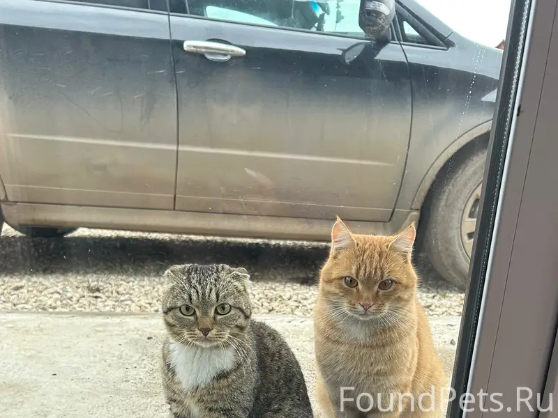 Пропал кот Вася, на поле чудес