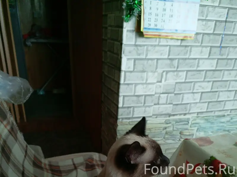 Пропал тайский кот, Аэродромная