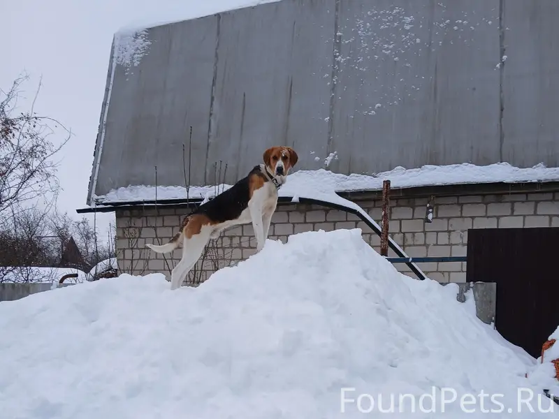 Пропала гончая, район д вязки - стальной конь