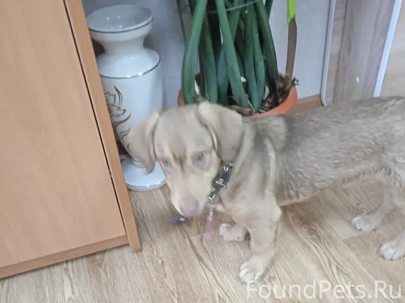 Пропала собака, Ржев, Советская, 16