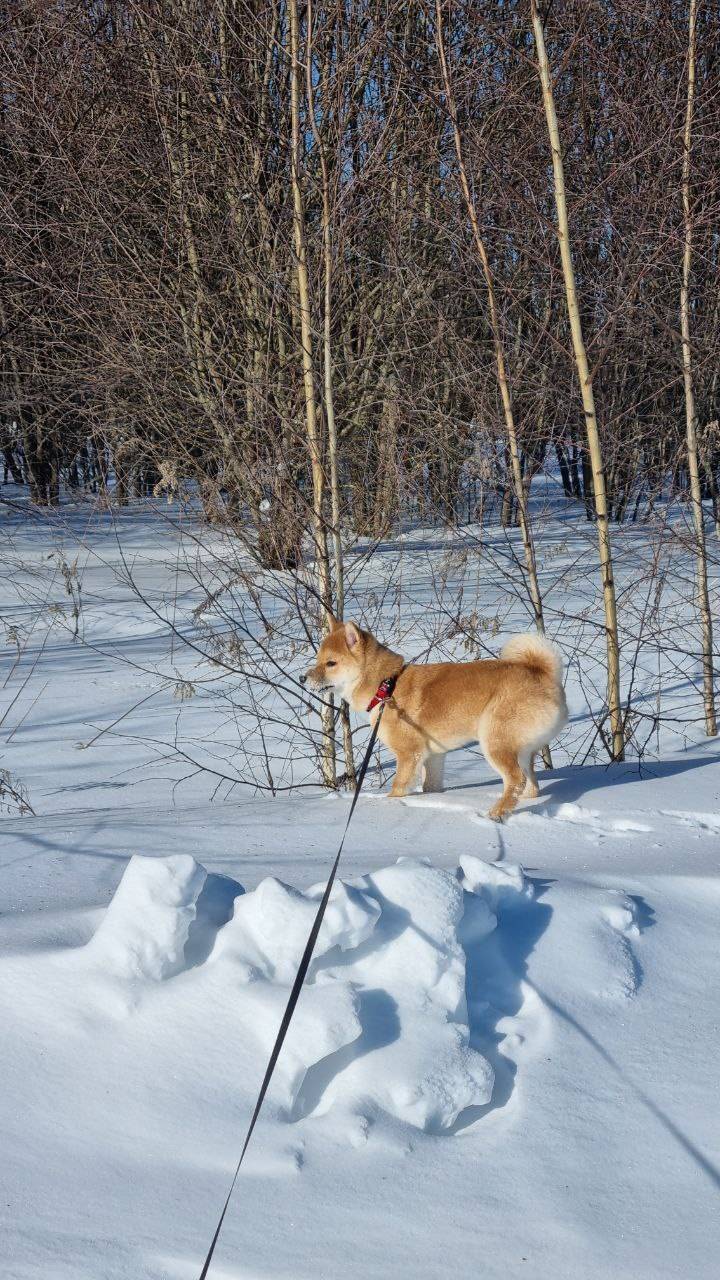 Пропала Сиба-ину, Раменское