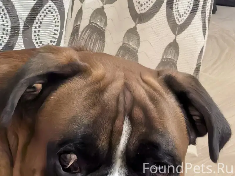 Пропал немецкий боксёр, д. Владимирово, г. Бор