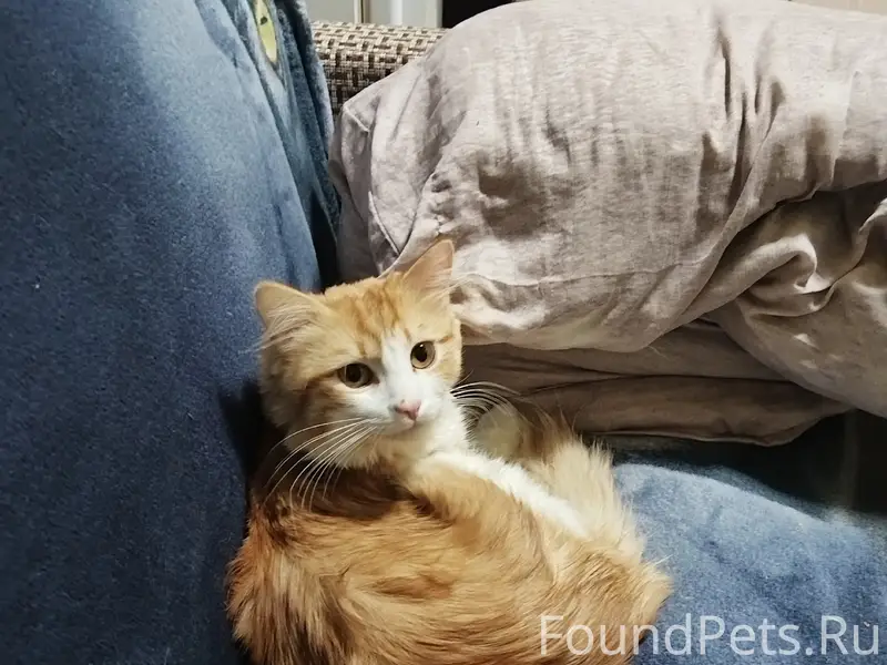 Пропал домашний кот, свяжитесь по номеру 89110587063