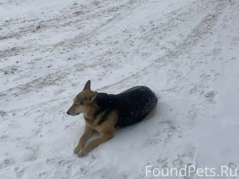 Пропала собака Малышка