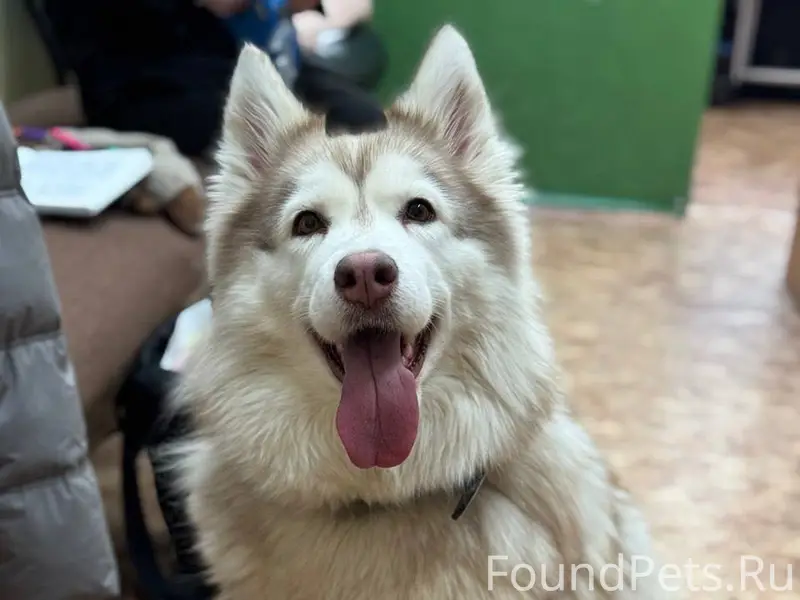 Найденна собака, Юго-Западный район