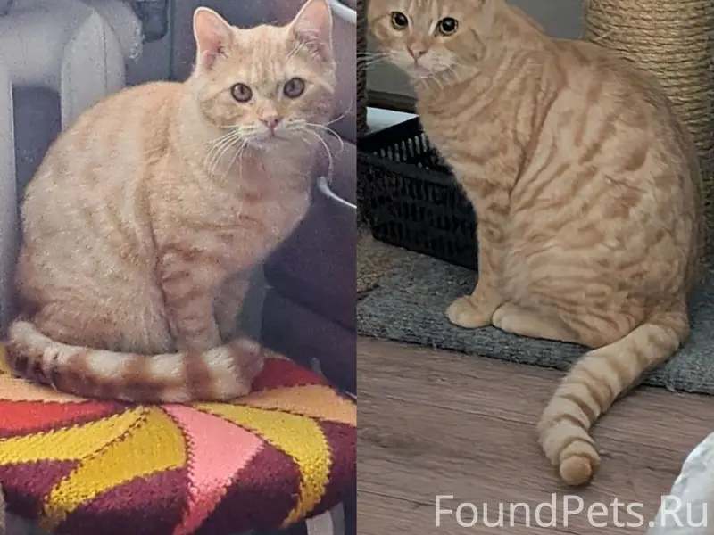 Найден молодой кот, красивый яркий окрас