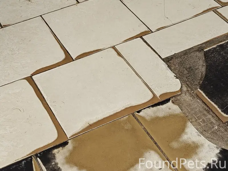 Найден пёс, Победы 127