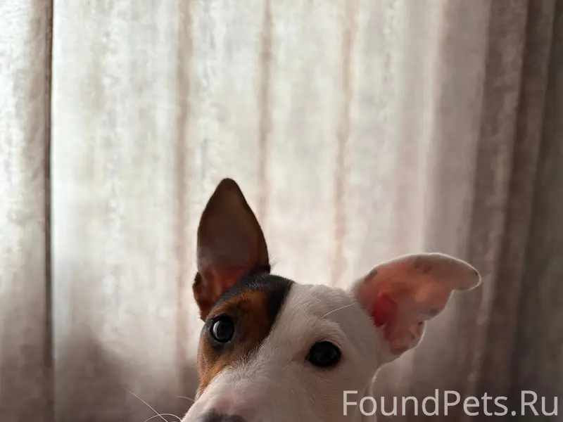 Пропал Кекс, поселок Брусянский