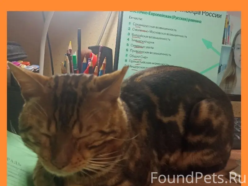 Пропал бенгал Барни, Б. Афанасово