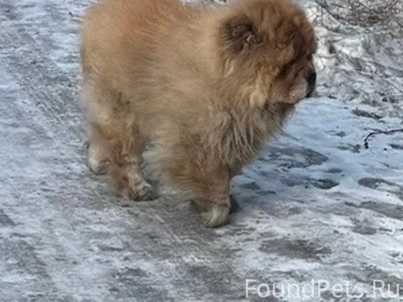 Пропала собака, 40 квартал Улан-Удэ