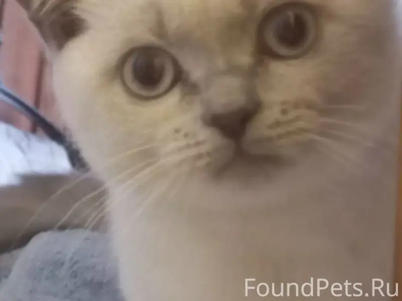 Пропал котёнок Ириска, большие дворы, ул. Текстильщиков