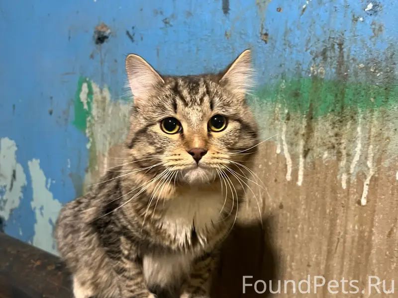 Найден кот, возможно, метис мейн-куна, Пермь