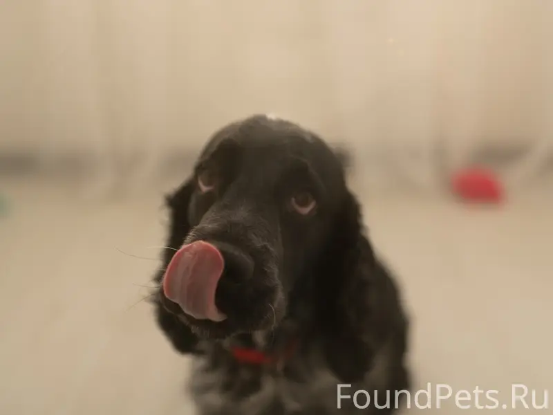 Пропал Английский спаниель Дэни, Симферополь