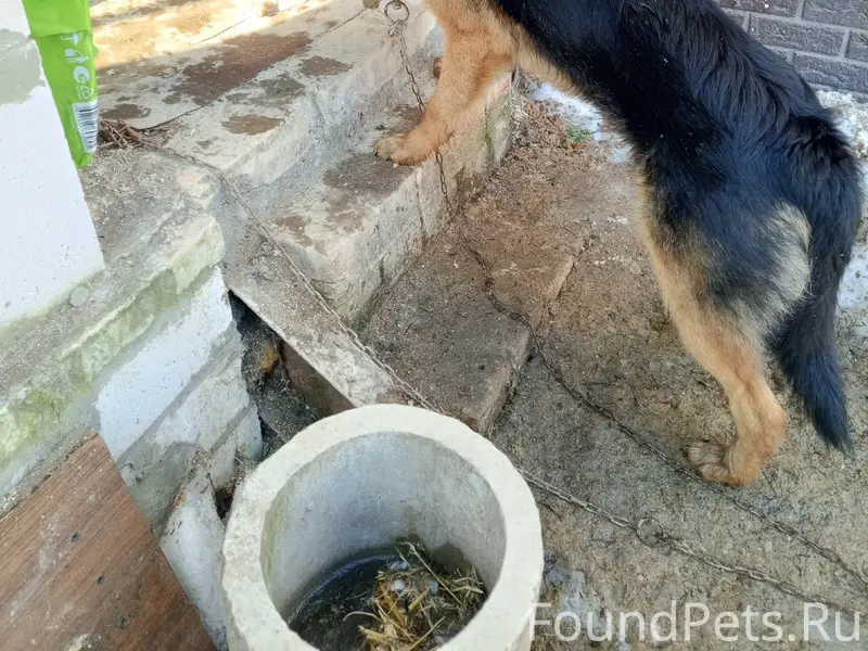 Найден мальчик с ошейником, п. Ивановка