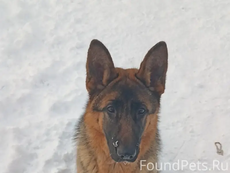 Пропала немецкая овчарка, Старые Юбери, Новые Сибы