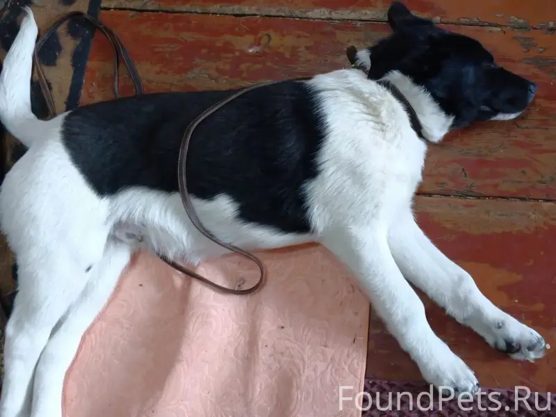 Пропал щенок, улица Гагарина