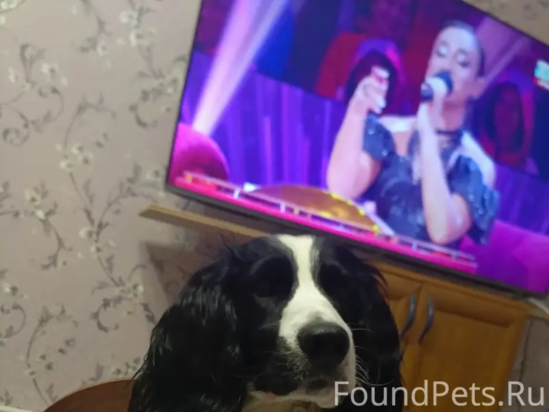 Пропал пёс Арчи