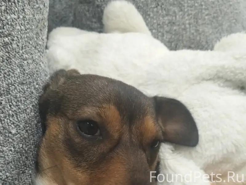 Пропала собака, улица Садовая