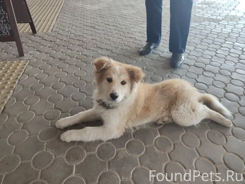 Пропал пёс, возле фабрики Спартак