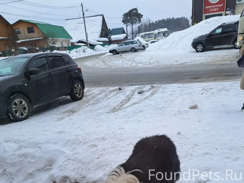 Пропал пёс, Тимирязево