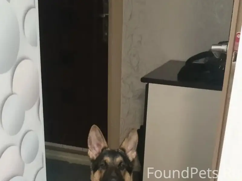 Пропал Граф, 5 месяцев, база Благоленд