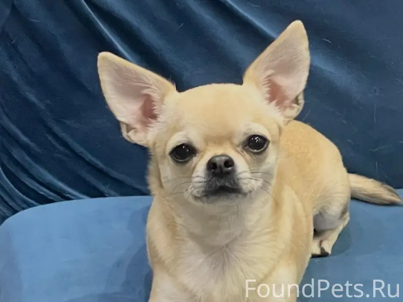 Пропала чихуа хуа Тася, Анненки, Калуга