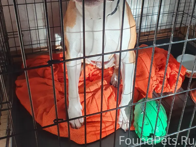 Найден амстафф, Ангарск, 7 микрорайон