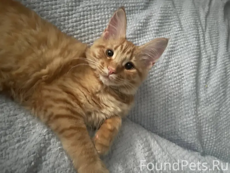 ПРОПАЛА КОШЕЧКА МЭЙНКУН РЫЖАЯ