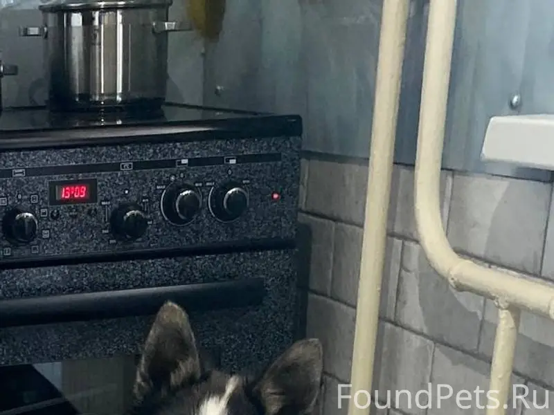 Найден тип собака, 3 мкр